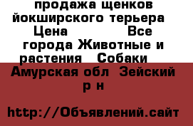 продажа щенков йокширского терьера › Цена ­ 25 000 - Все города Животные и растения » Собаки   . Амурская обл.,Зейский р-н